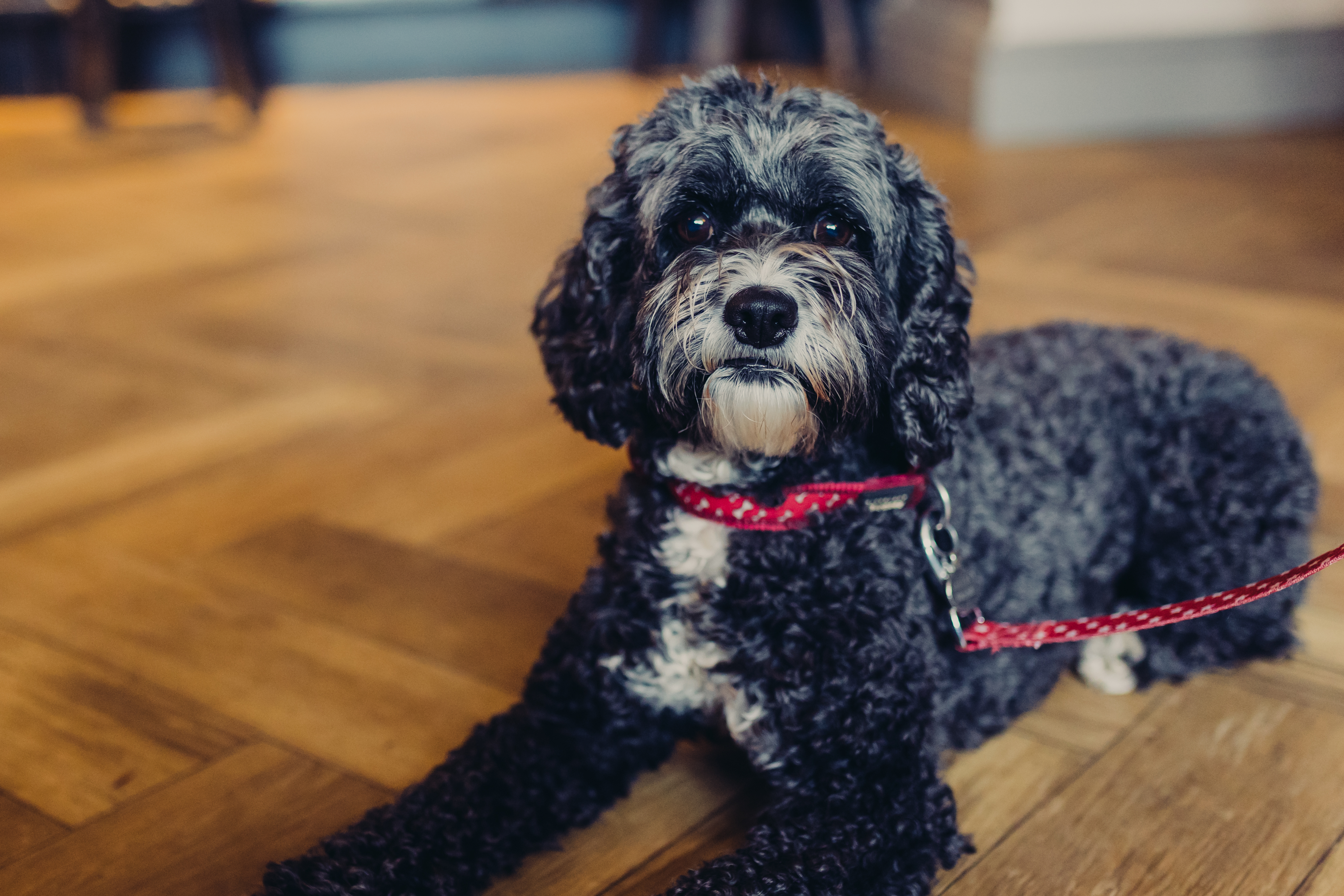 We are very dog friendly!