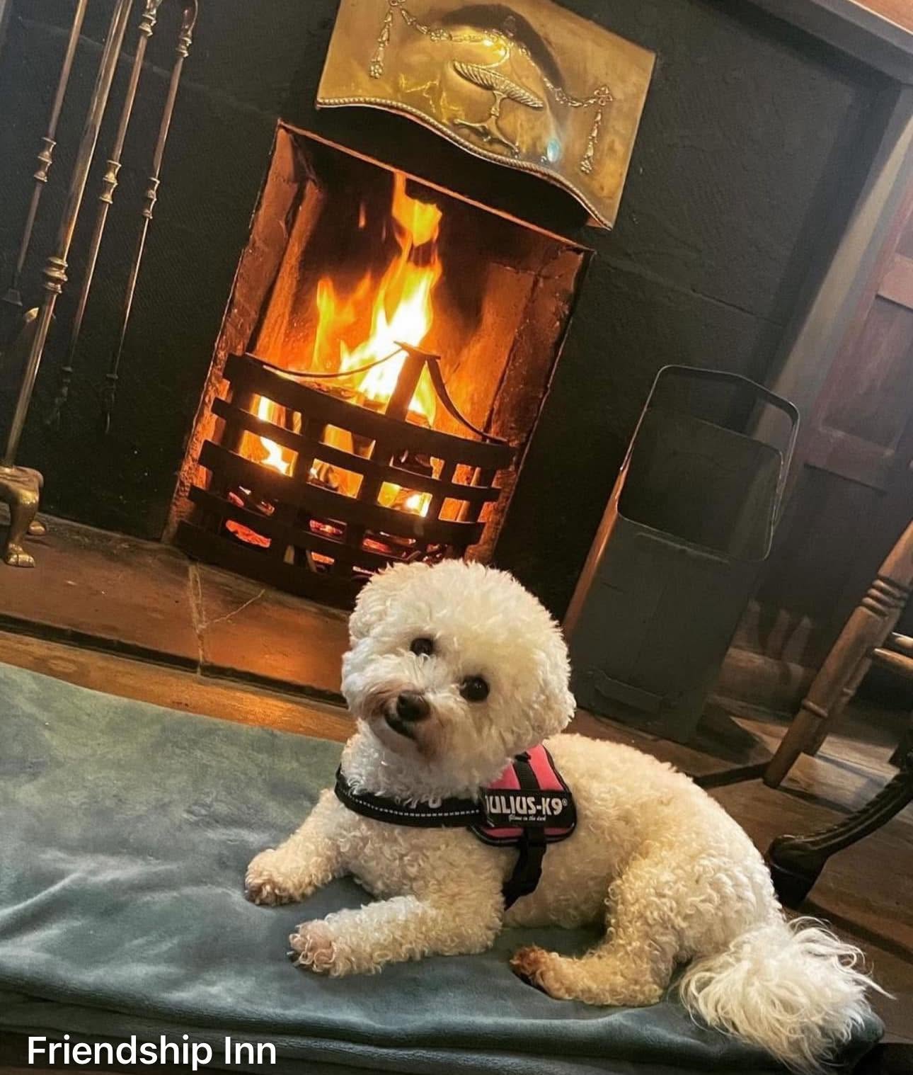 We are dog friendly!