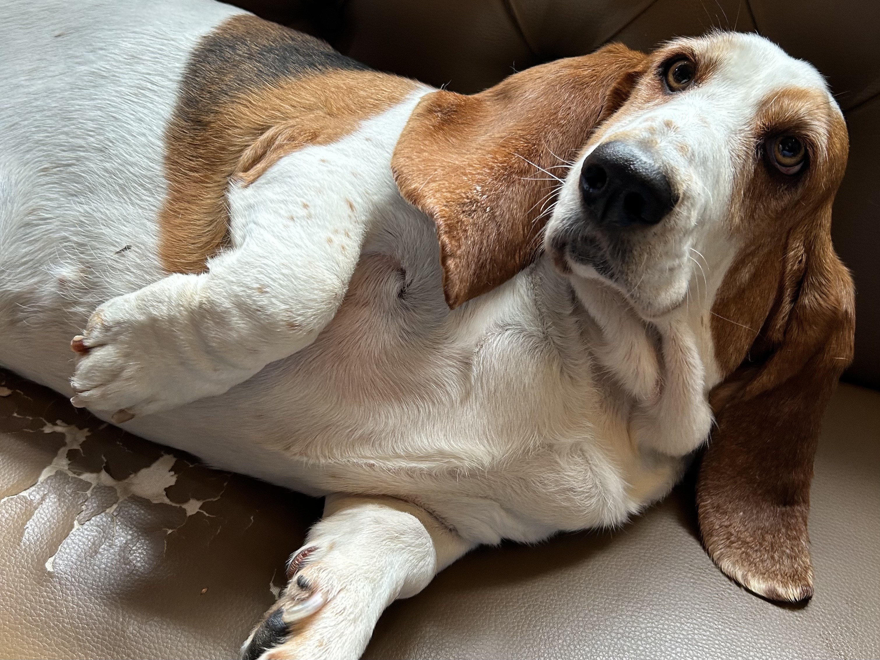 We are dog friendly! 